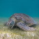 Imagen para el artículo titulado Por qué las tortugas pueden llegar a vivir hasta dos siglos